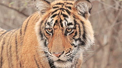 tiger, tiger safari, madhya pradesh, pench national park, mowgli home, tigers in pench, national tiger conservation authority, wildlife activists, India news