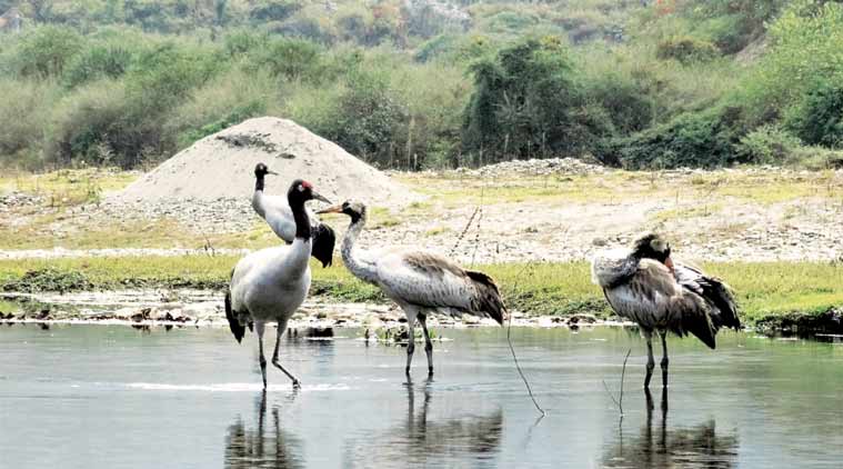Tawang cranes, india monsoon, migratory cranes, National Green Tribunal, hydel project, black necked crane, crane wintering site, Nyamjang Chhu river, india news