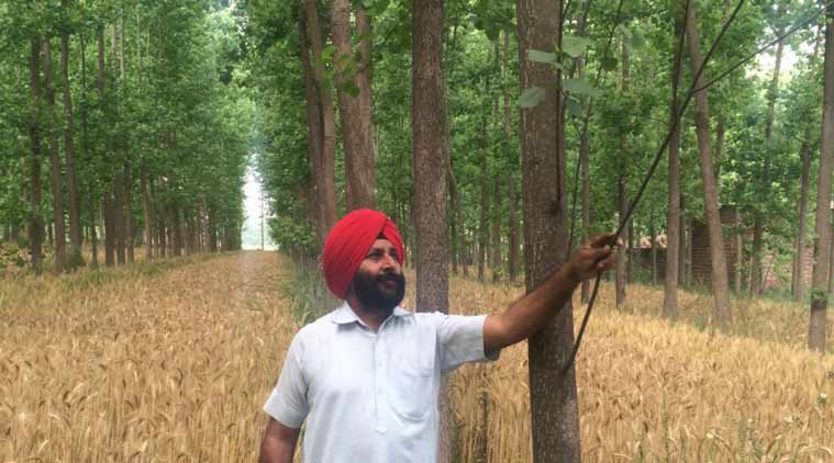 Gurpreet Singh Sandhu growingwheat in his poplar plantation.   (Express Photo: Anju Agnihotri Chaba)