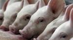 First swine flu death in Odisha