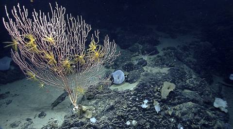 NASA astronauts train underwater to mimic Mars mission