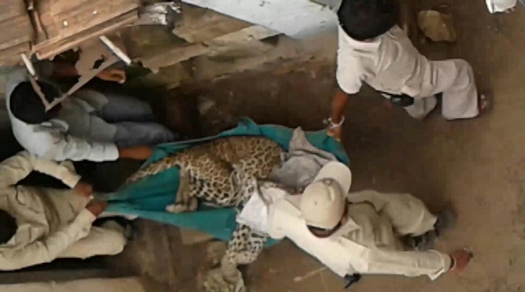 Harmadiya, Harmadiya leopard, harmadiya leopard attack