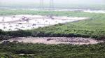 Work on wall soon to save mangroves