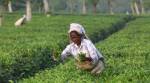 Tea Board faces uncertain future, says Chairman P K Bezboruah