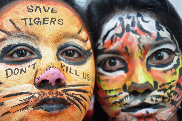 tiger day, international tiger day, india tiger conservation, jay tiger, india jay tiger missing, mumbai tiger missing, maharashtra tiger missing, india tiger missing, india tiger jay, india news, latest news