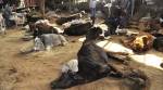 4 bovine smugglers arrested in Jammu and Kashmir