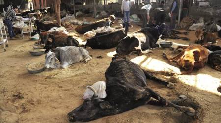 Jammu: Five arrested, 16 vehicles seized in connection with bovine smuggling