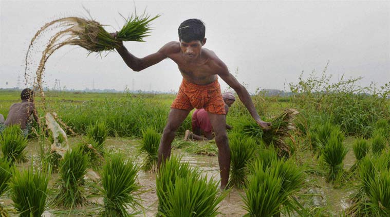 punjab, kharif season, paddy crop, amarinder singh, Cash Credit Limit, central government 