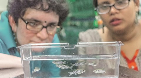 From the lab: Understanding CHARGE syndrome, courtesy zebrafish