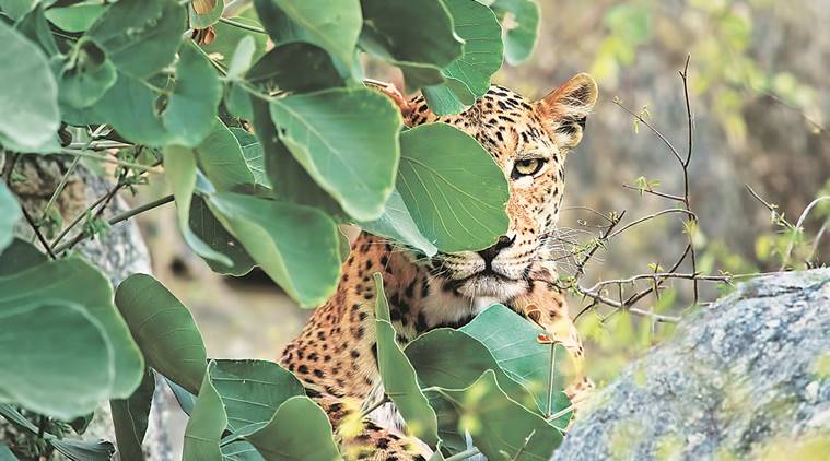Uttarakhand, leopard, uttarakhand leopard menace, wild animals, human dwellings, human areas, leopards wander, leopards terror, leopards attack, forest department, india nerws, indian express news