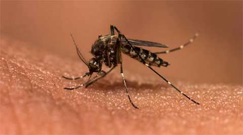 IIT Kharagpur develops app to help detect malaria | The Indian ... - The Indian Express