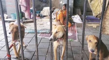 Two arrested for killing dog in Delhi