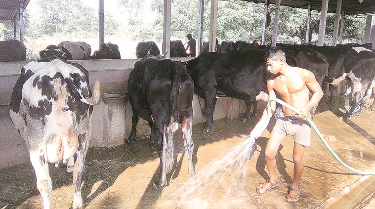 dairy farmers in pune, government policy