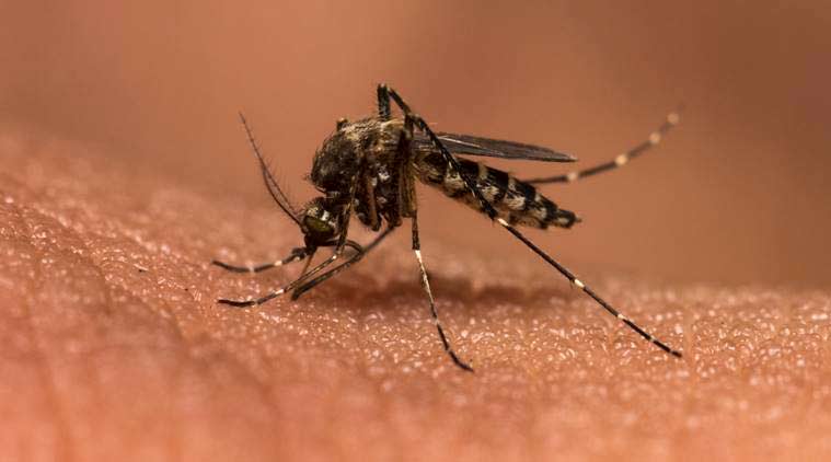 Research suggests hope for homoeopathic vaccine to treat malaria