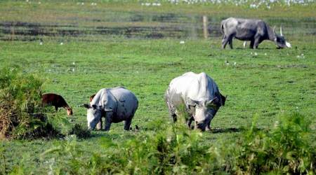 Over-speeding vehicles in Kaziranga National Park to be fined Rs 5,000: NGT