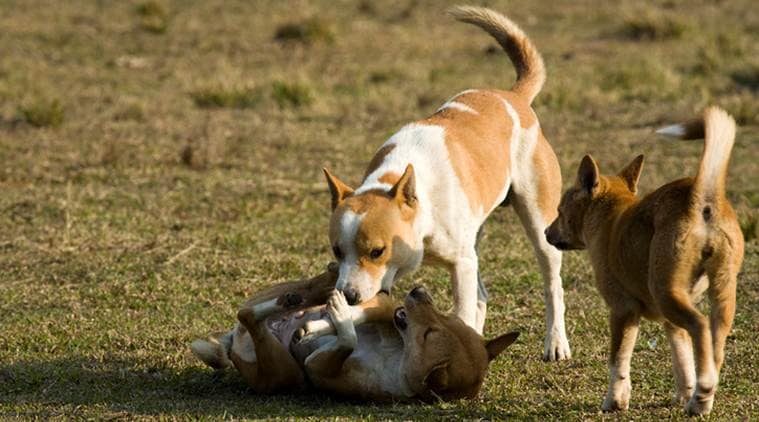 pakistan, pakistan dog, pakistan dog sentenced to death, pakistan-punjab, dog bit child, pakistan news, world news, indian express
