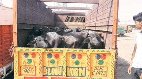 Dhanbad: Police rescue 41 cows from cattle smugglers - The Indian Express