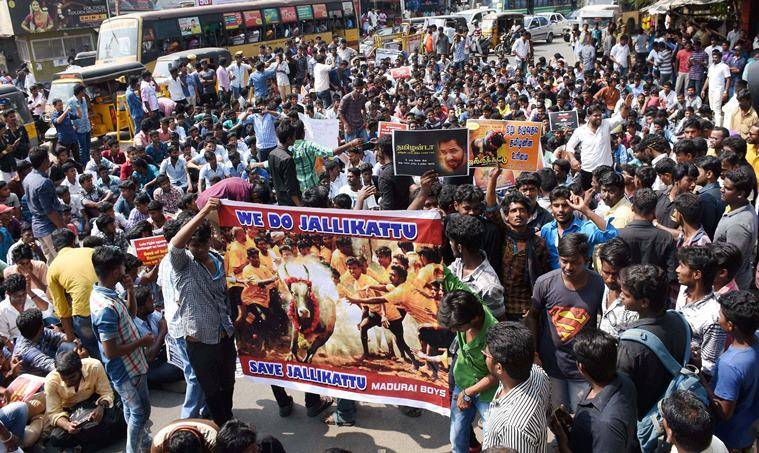 Image result for Jallikattu protest in Tamilnadu