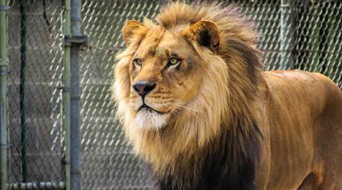 Oldest lion of Chhatbir zoo dies at 25