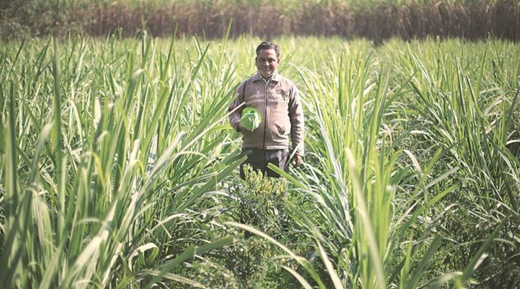 sugarcane, uttar pradeh, up farmers, up sugar industry, up sugarcane, up farmers, uttar pradesh farmers, sugarcane farmers, india news