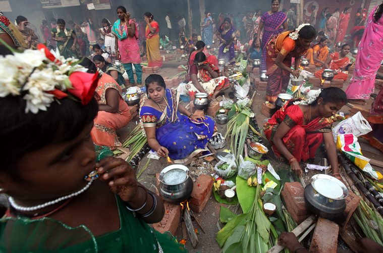 Image result for Tamilnadu people calls Pongal as a Harvest Festival