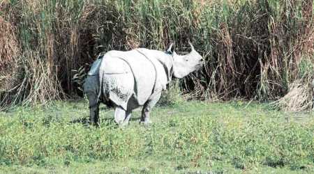 Forest guards find carcass of adult rhino with horn missing