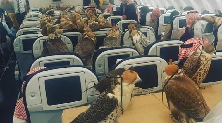 saudi arabia falcons on plane, saudi arabia falcons plane, saudi arabia prince falcons, saudi arabia uae wild animals as pets, uae wild animals for pets, indian express, indian express news, trending news, trending globally, bizarre