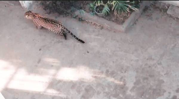 leopard, leopard caught, leopard caught mumbai, mumbai, indian express news