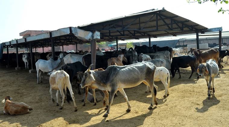 Uttar Pradesh government, UP Cow shelters jail, Cow Shelters in Jail, Yogi Adityanath, Gaushalas in UP, Gautam Buddha Nagar Jail, UP News, Indian Express News