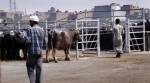 Bhopal’s only slaughterhouse faces closure as civic body rejects proposal
