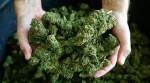 Over 200 kg ganja seized in Andhra Pradesh, two apprehended