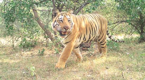 Maharashtra: Study chronicles the adaptability journey of iconic tiger Jai&rsquo;s cubs