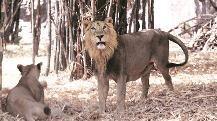 Asiatic lion, Katraj Zoo, pune zoo, Katraj Zoo revenue, Rajiv Gandhi Zoological Park, pune, pune news, indian express news