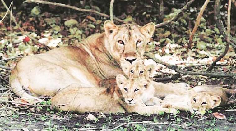 Asiatic lion cubs, lion smuggling, gujarat lion. gujarat lion smuggling, latest news, latest india news, indian express