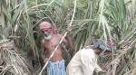 Won’t supply sugarcane till arrears worth Rs 32 crore are settled, say Tamil Nadu farmers