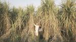 Punjab: Farmers’ group threatens protest if sugarcane rates not increased