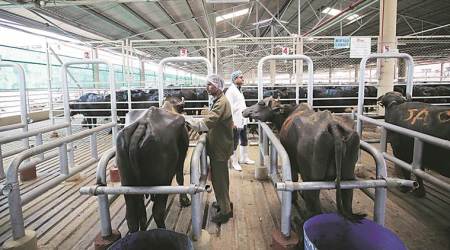 In BJP’s Goa, cattle order is big worry for traders, tourists
