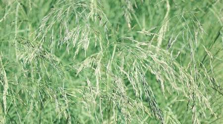 Diet diary: ‘Lovegrass’, a superfood that may soon be on our dinner tables