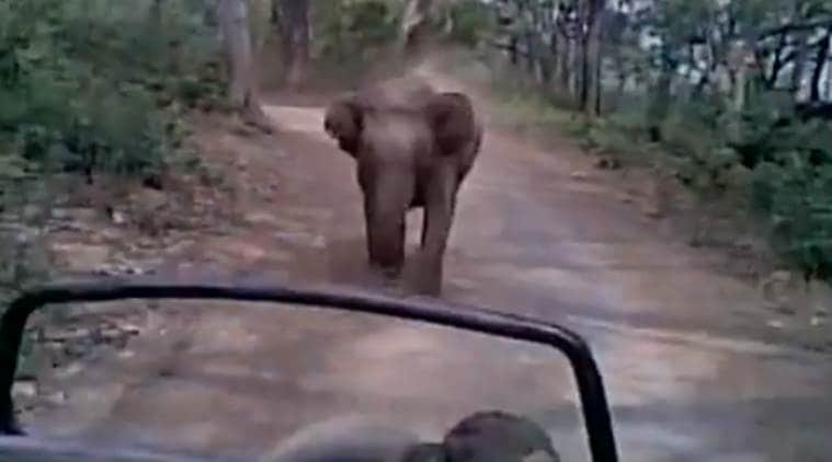 Elephant kills mahaout Lakhimpur Kheri, Lakhimpur Kheri Mahout death, Dudhwa Tiger Reserve, UP News, Indian Express news