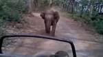 Elephant tramples mahout to death