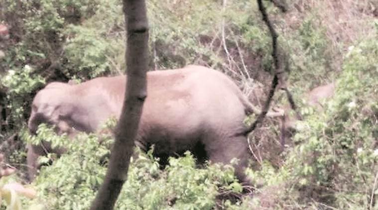 Odisha, Odisha elephant, Andhra elephants, elephants mangoes, elephant sightings, India news, Indian Express