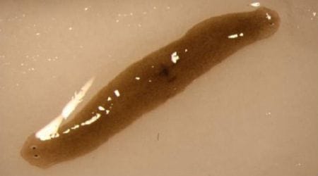Worm regenerates into rare two-headed creature in space
