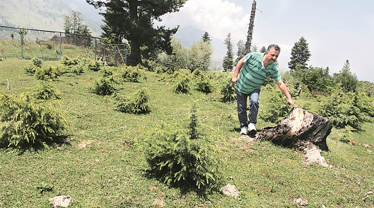 kashmir, kashmir man, kashmir valley, kashmir valley trees,Abdul Hamid Bhat,batamaloo man, 