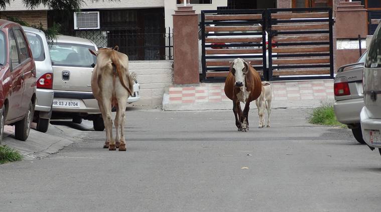 cow vigilantism, cow protection, up jeep, uttar pradesh police van, india news