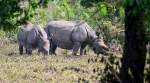 Poachers kill rhino, calf in Kaziranga; 3 rhinos dead in 48 hours