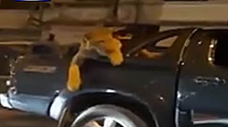 Watch video: This Karachi man takes lion for ride in van, and this happened