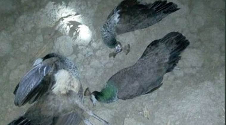 peacocks killed, peacock poaching, peacock meat, peacock hunting, peacock skin smuggling, indian express news, india news