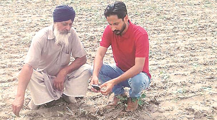 punjab cotton crops, punjab farmers, punjab agriculture, indian express, punjab news, punjab cotton farmers, punjab cotton area