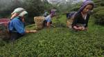 Darjeeling Tea Association appoints CA firm to assess crop loss due to shut-down