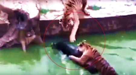 VIDEO: Zoo officials feed live donkey to four tigers; visitors shocked to see its death